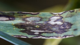 La rhynchosporiose de l'orge