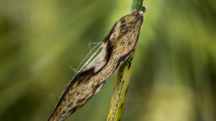 rhynchosporiose de l'orge (rhynchosporium secalis)