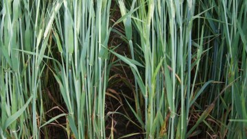 Maladies de l'orge
