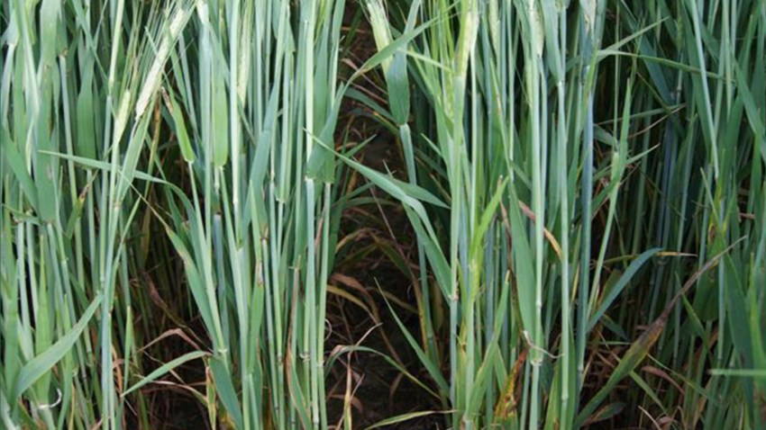 rhynchosporiose de l'orge (rhynchosporium secalis)