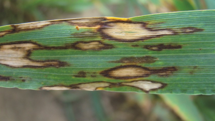 rhynchosporiose sur orge - protection fongicide de l'orge