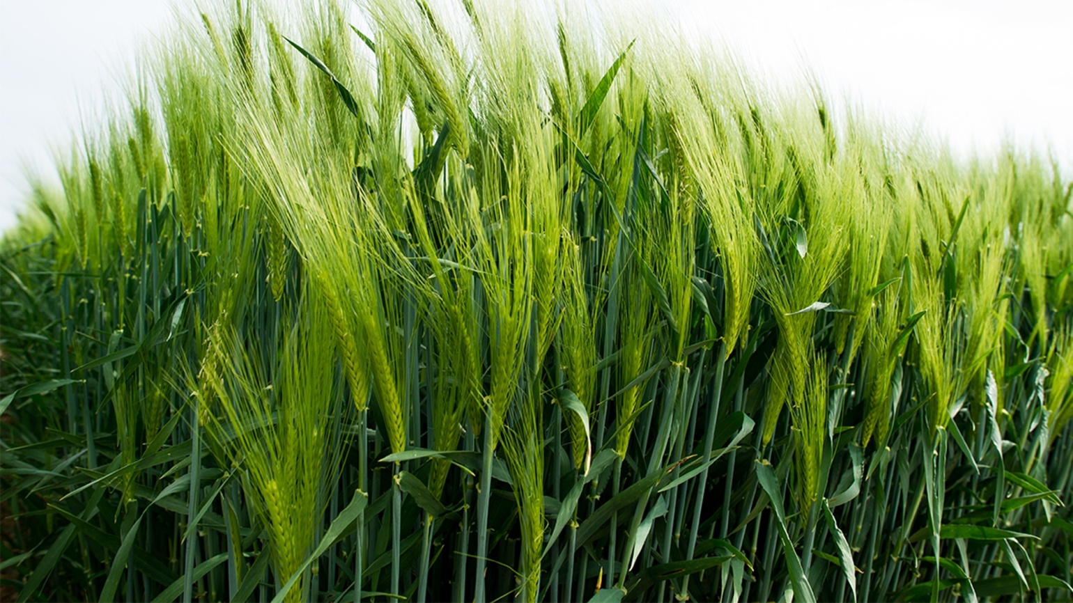 Les Cl s D optimisation Du Rendement De L orge Les Cl s D optimisation Du Rendement De L orge