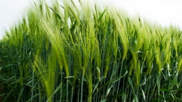 Orge