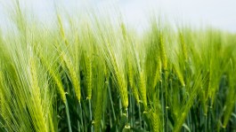 Pourquoi désherber l’orge d’hiver en post-semis pré-levée ?