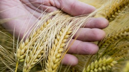 Construire un programme fongicide efficace pour protéger ses orges des maladies