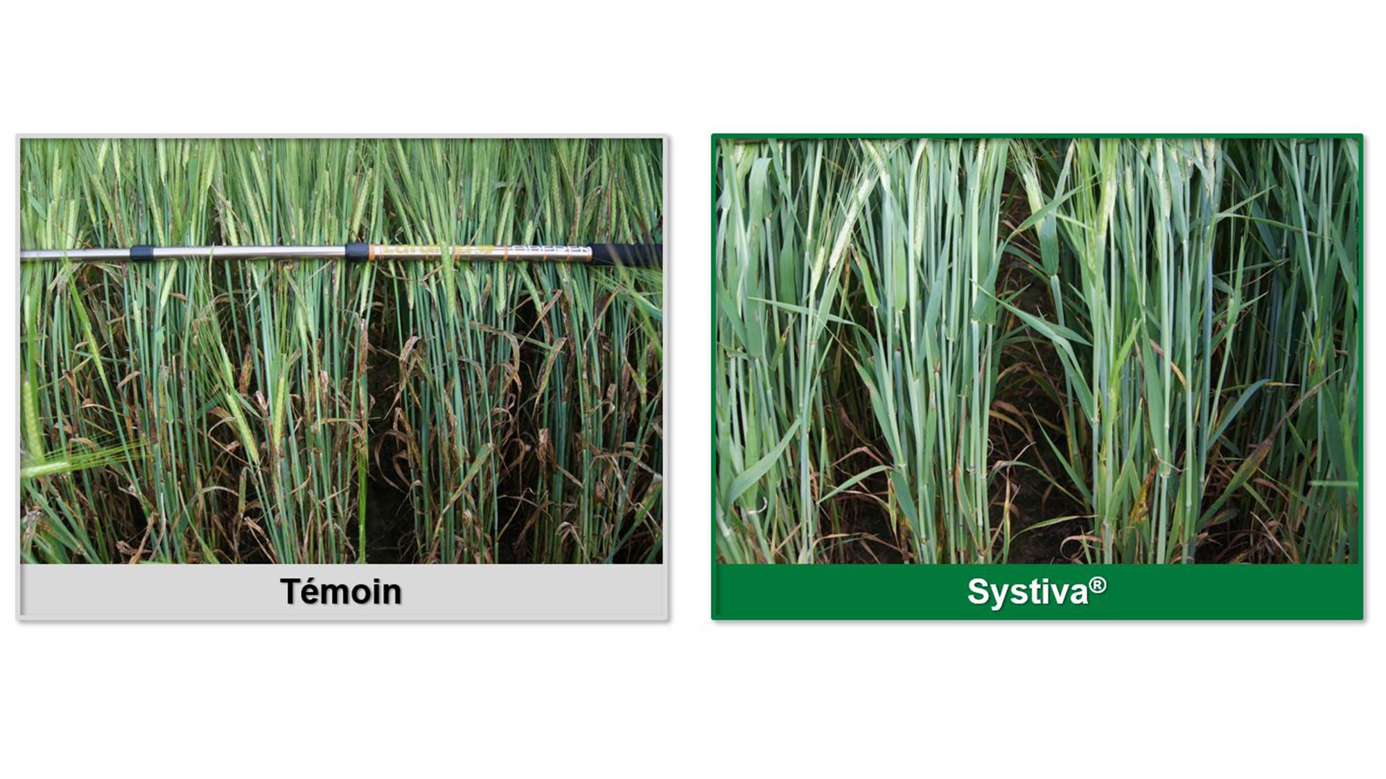 efficacité de Systiva sur orges