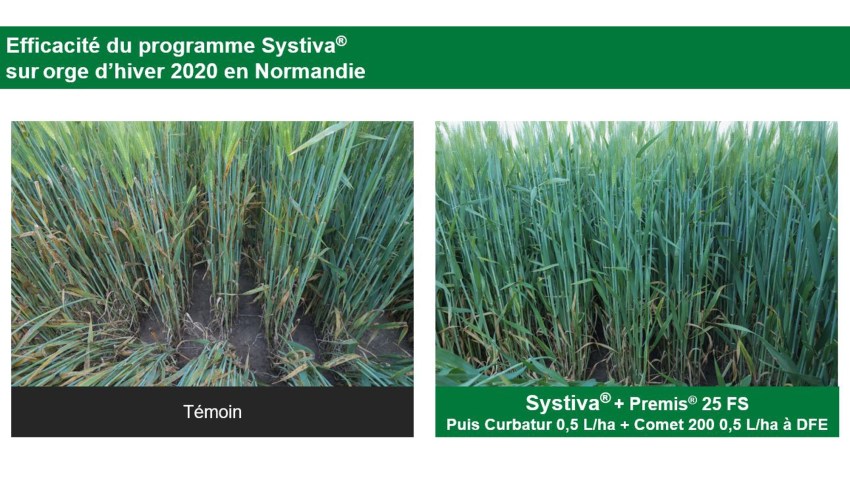 Efficacité Systiva sur orge d'hiver en normandie