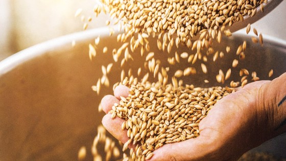 Protéger son orge de la semence à la dernière feuille avec Systiva®
