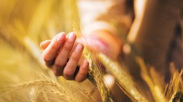 Nouvel itinéraire agroécologique