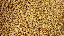 Bien choisir ses variétés d’orges d’hiver
