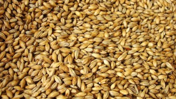 Bien choisir ses variétés d’orges d’hiver