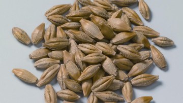 Bien choisir ses variétés d’orges de printemps