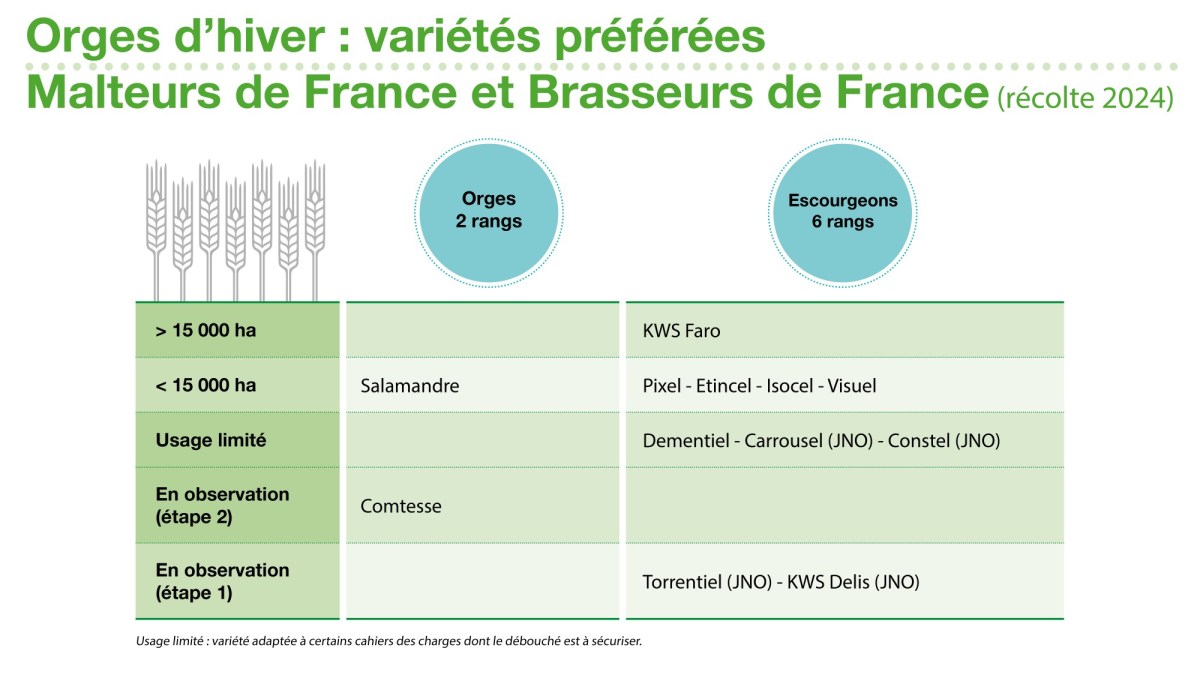 orges d’hiver : variétés préférées de Malteurs de France et Brasseurs de France