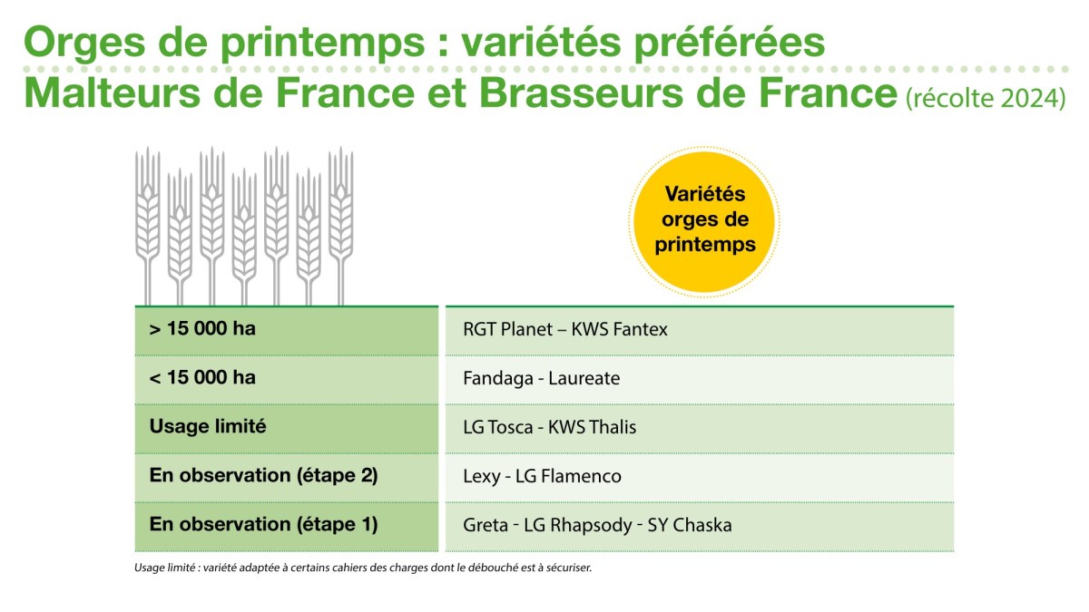Orges de printemps : variétés préférées des Malteurs de France et Brasseurs de France