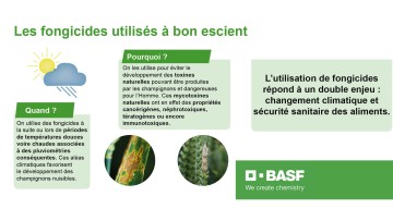 Les fongicides utilisés à bon escient