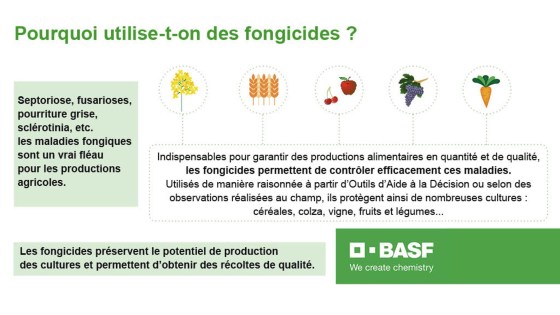 Pourquoi les fongicides sont-ils nécessaires ? Quelle est leur utilité ?