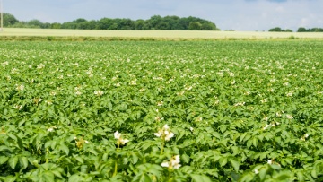 Enjeux et principes de la protection fongicide de la pomme de terre