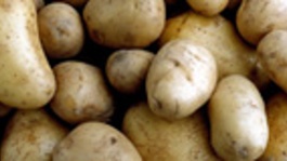 Pomme de terre