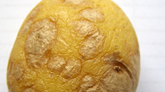 Maladies de la pomme de terre