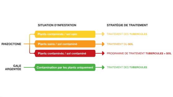 maladies de la pomme de terre : infestation et stratégie de traitement