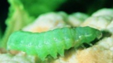 Noctuelle défoliatrice de la pomme de terre