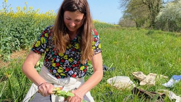 Focus dans la Vienne : les plantes compagnes, pivot des itinéraires agroécologiques en colza 