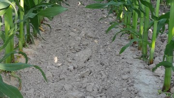 Focus dans le sud-ouest : itinéraires de désherbage durable du maïs et réduction des IFT