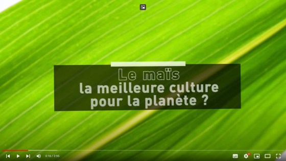 Le maïs est-il la meilleure culture pour la planète ?