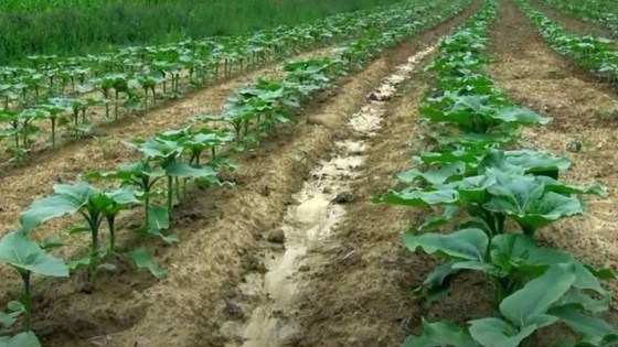 Comment réduire les risques de pollution des eaux souterraines et de surface par les produits phytosanitaires ?