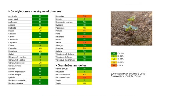 efficacité anitop herbicide colza