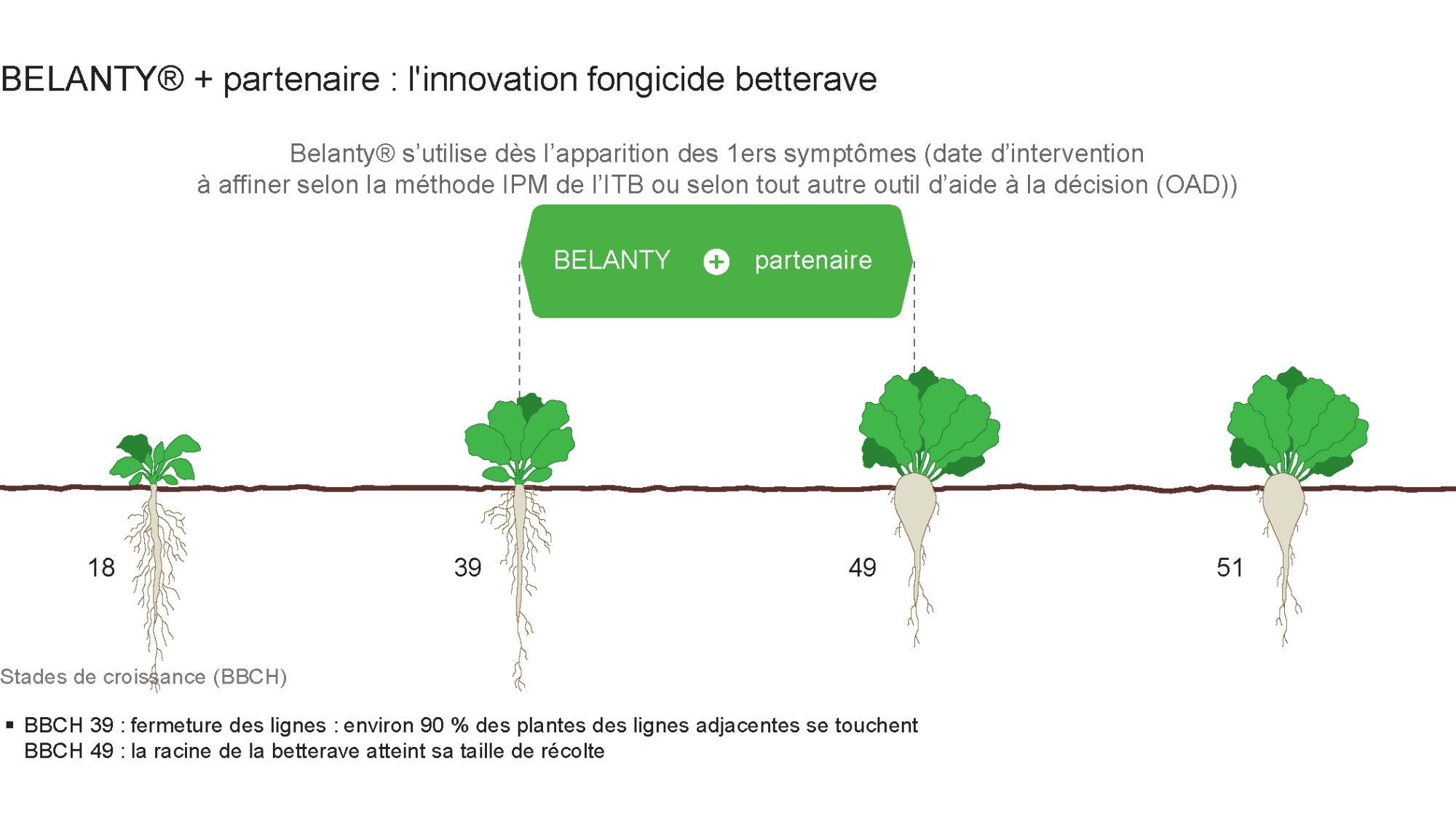 Belanty® sur betteraves et maïs
