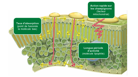 plan de coupe Cabrio DG