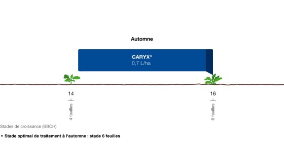 Stade optimal de traitement avant élongation