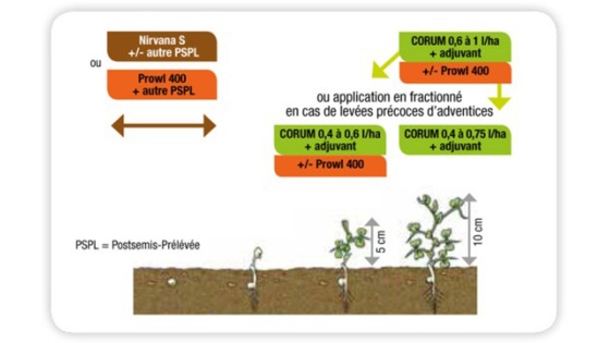 Corum sur pois protéagineux