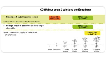 Corum sur soja