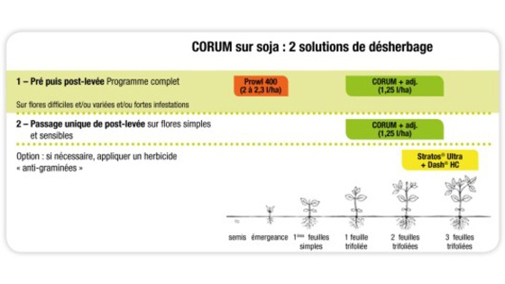 Corum sur soja