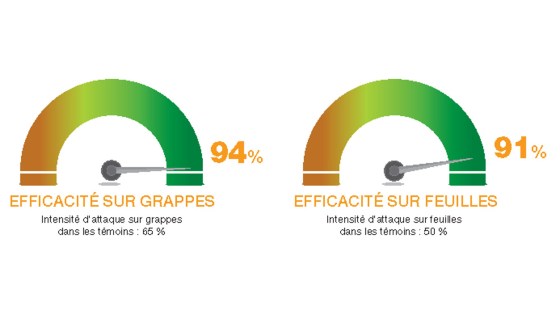solution enervin active efficacité feuille