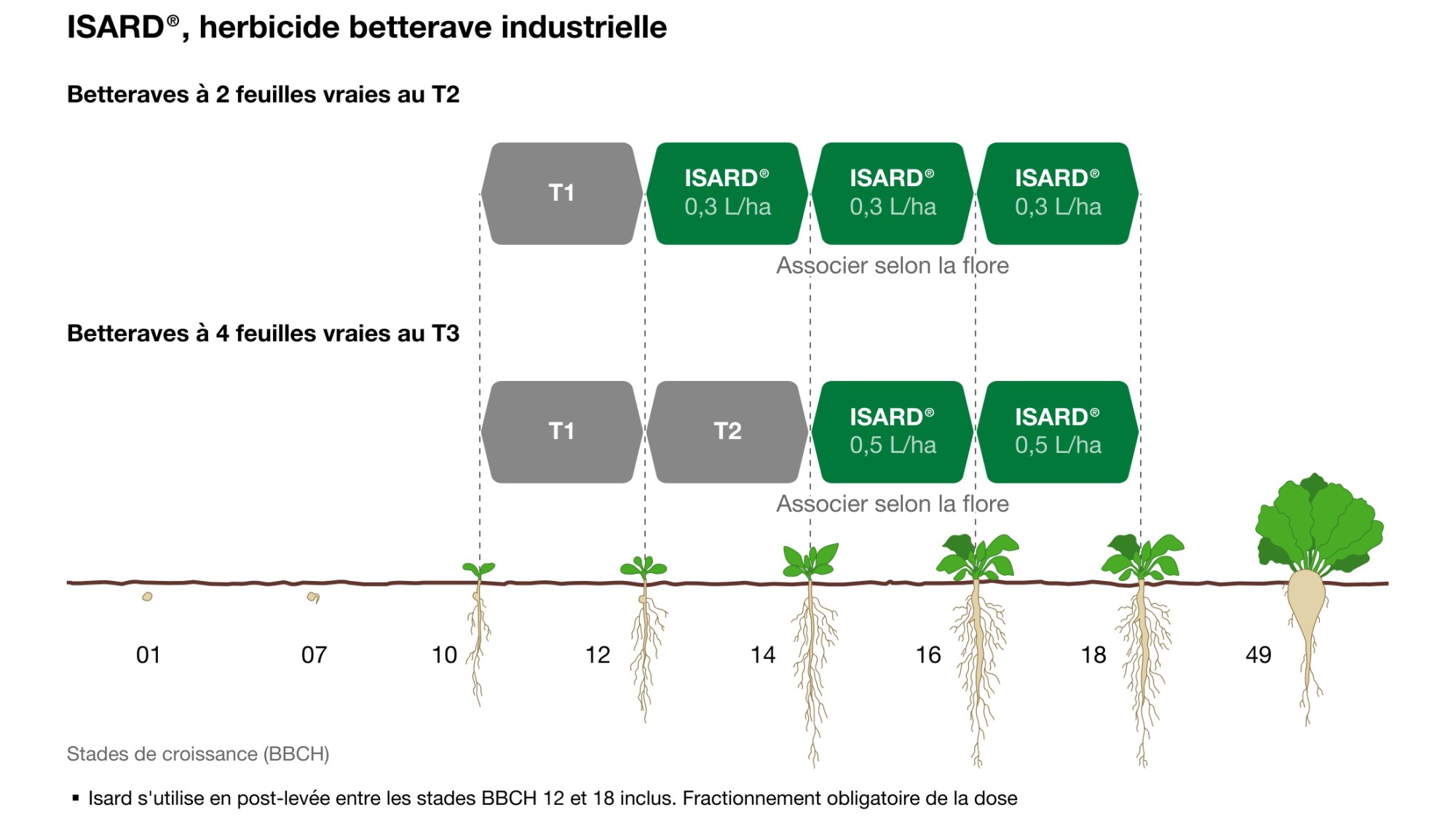 Isard® sur maïs et betteraves
