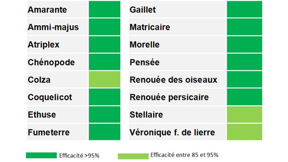 efficacité kezuro sur adventices