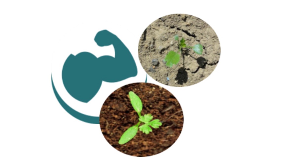 kezuro référence sur ammi-majus et éthuse