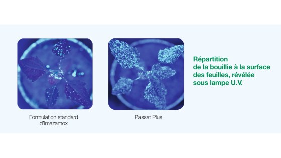 formulation passat plus