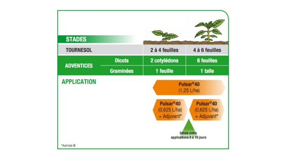 Pulsar 40 tournesol