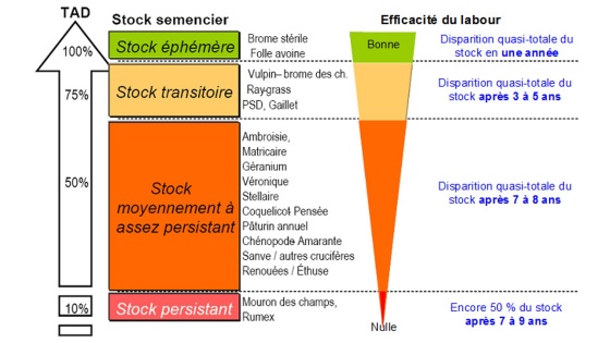 Efficacité du labour en fonction du TAD de quelques adventices