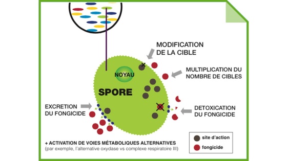 Prévention des résistances aux produits phytosanitaires