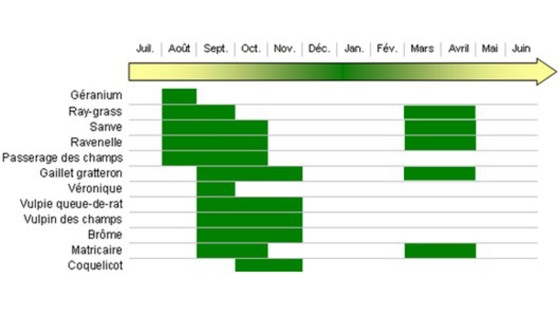 A quelle période réaliser des faux-semis efficaces ?
