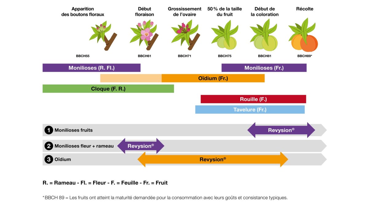 revysion sur fruits à noyau, exemple sur pêcher