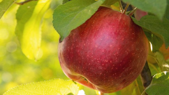 revysion sur fruits à pépins