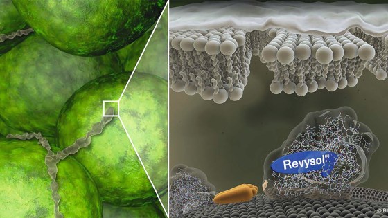 Le Revysol inhibe la C14-déméthylase, la production d'ergostérol est arrêtée.