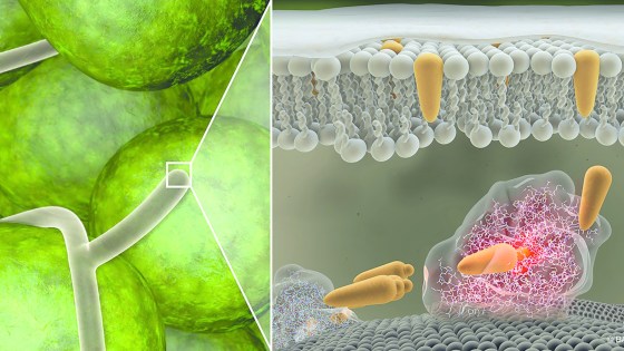 Cela entraîne une rupture de la membrane cellulaire et, par conséquent, la mort du champignon.