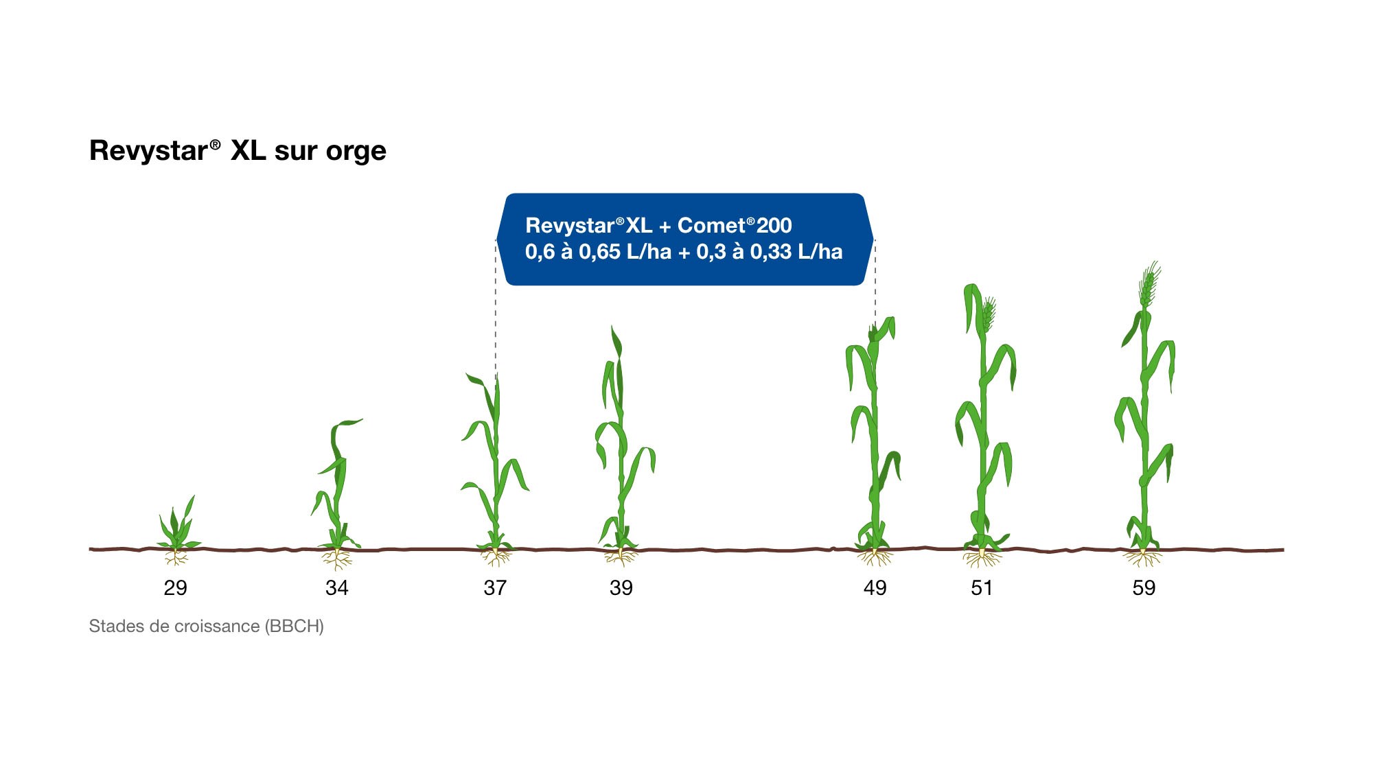 revystar xl sur orge